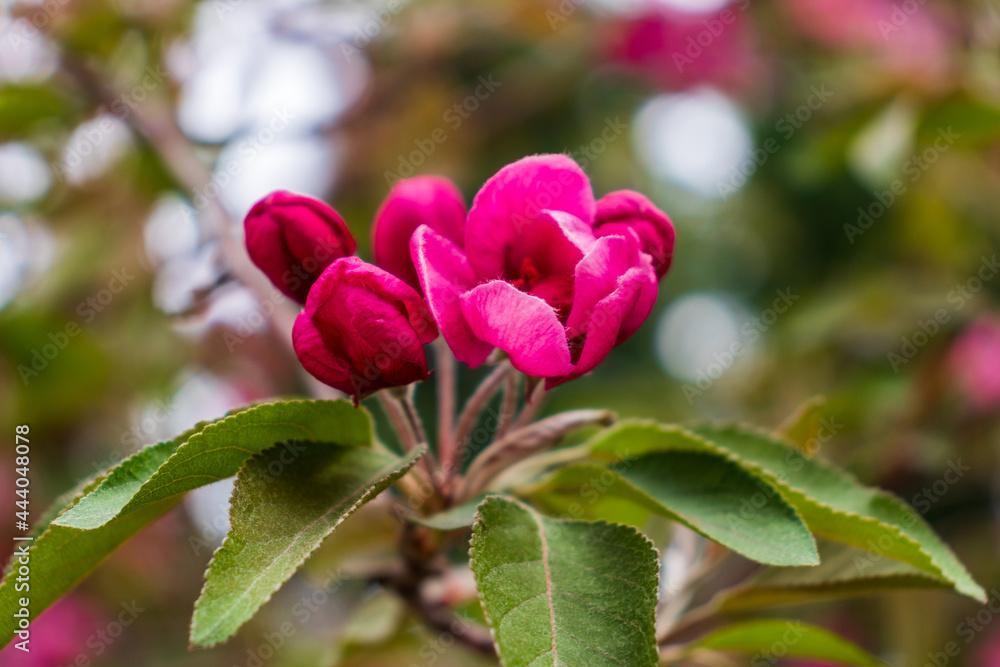 Blossom tree over nature background. Spring flowers.Spring Background Blossom tree over nature background. Spring flowers.Spring Background