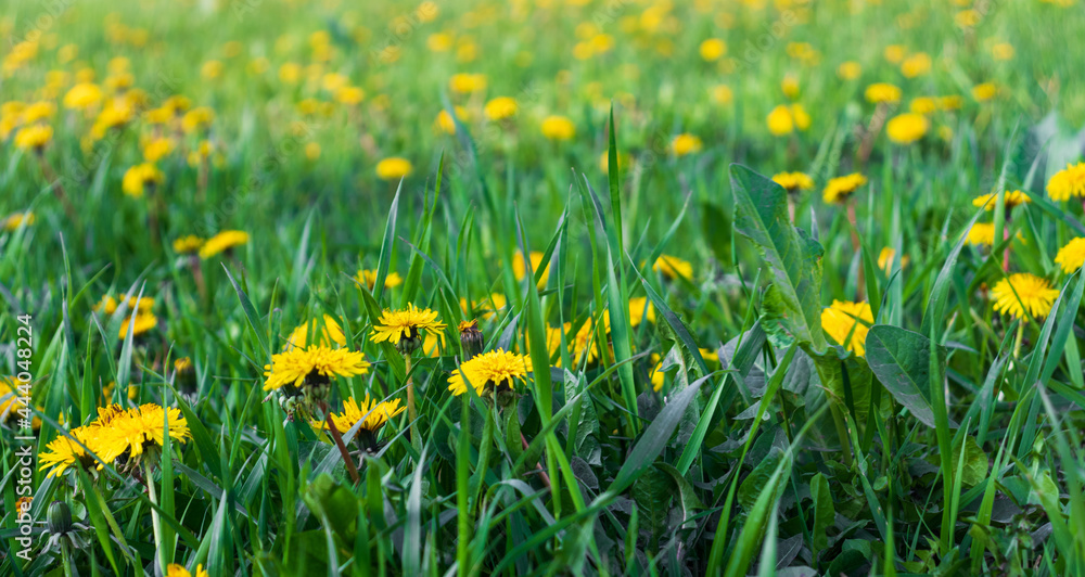 Green field with yellow dandelions. Closeup of yellow spring flowers on the ground Green field with yellow dandelions. Closeup of yellow spring flowers on the ground