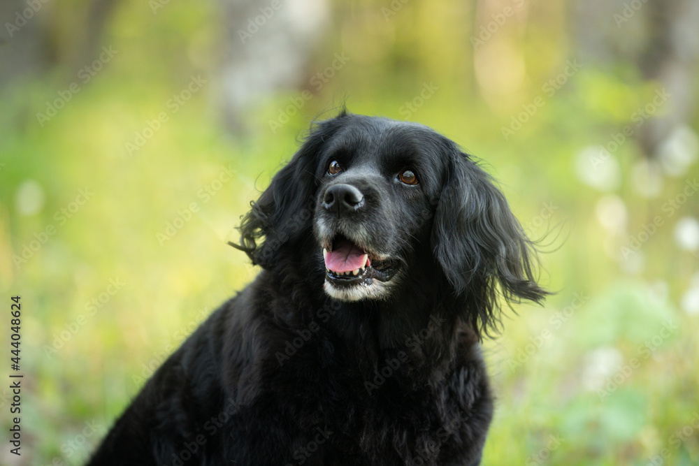 Portrait of a beautiful, old black spaniel dog on a natural bright green grass background.