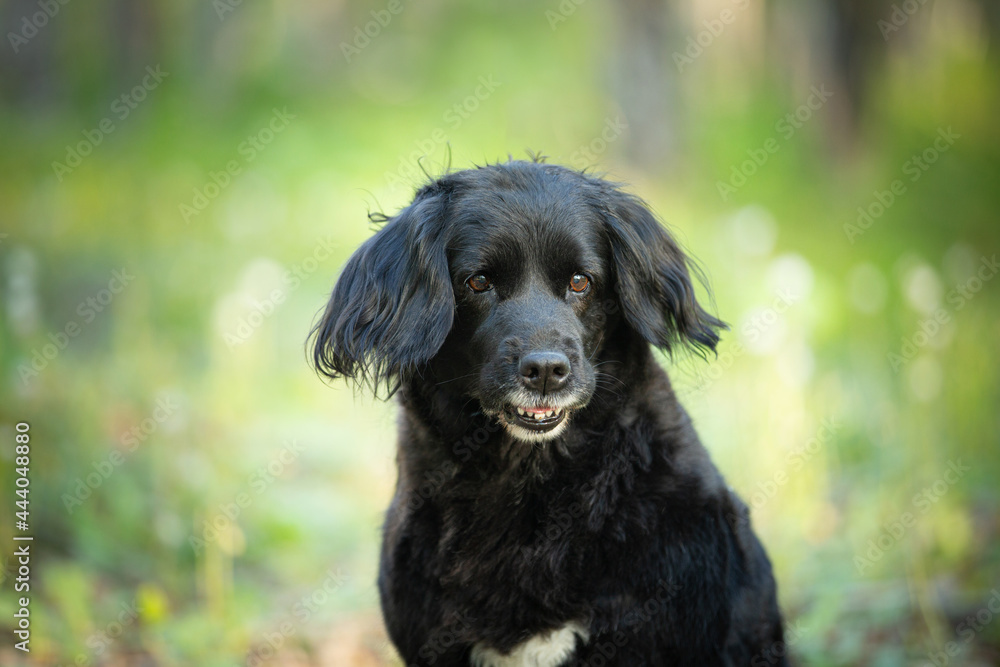 Portrait of a funny, old black spaniel dog on a natural bright green grass background.