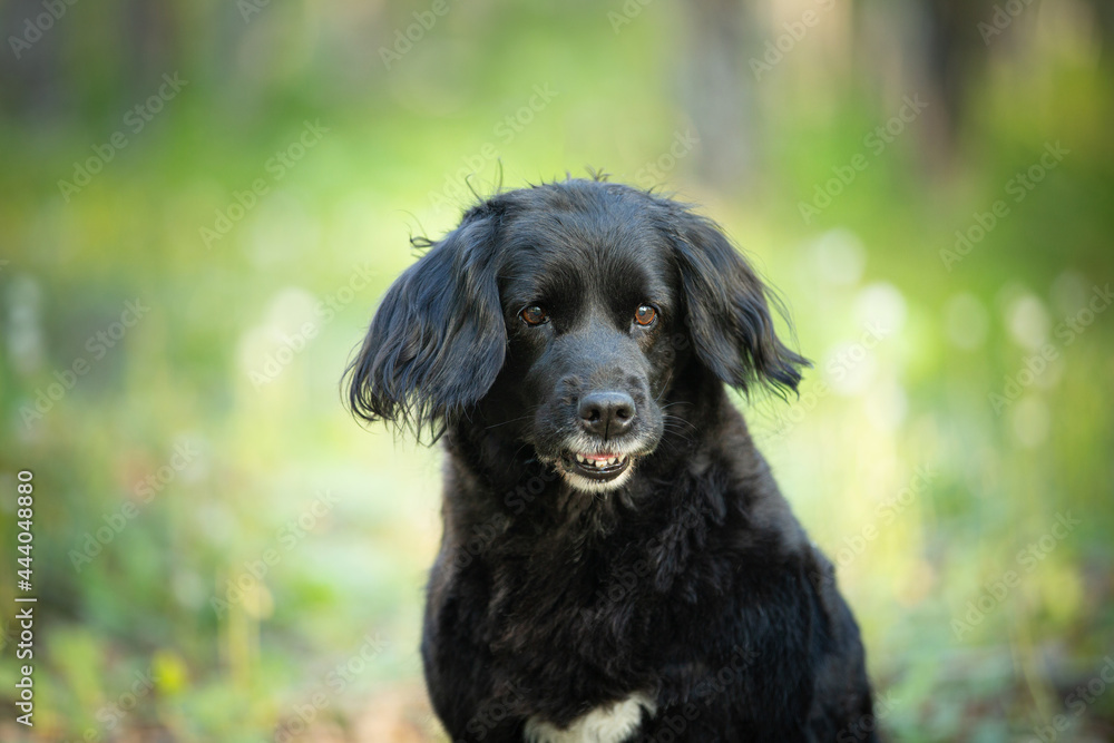 Portrait of a funny, old black spaniel dog on a natural bright green grass background. Portrait of a funny, old black spaniel dog on a natural bright green grass background.
