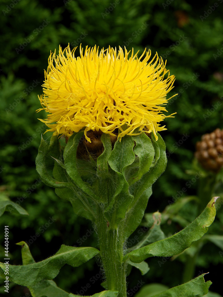 yellow flower of Centaurea macrocephala plant close up yellow flower of Centaurea macrocephala plant close up