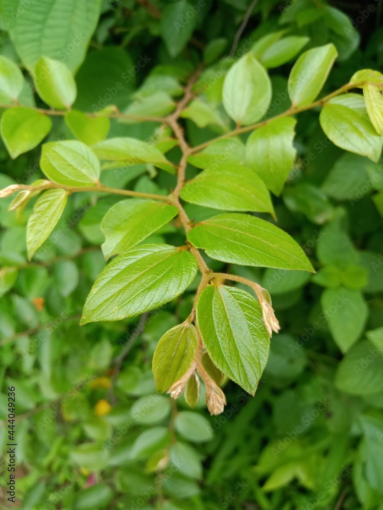 Obraz premium Wild Indian Fruit (Ziziphus oenoplia )