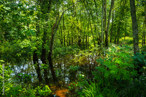 Tranquil green forest with curved trees in the brook over the pond