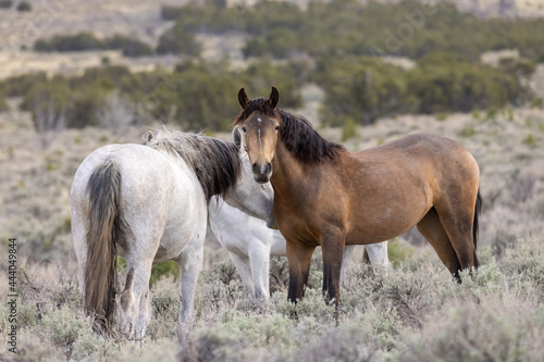 Wild horses in Spring in the Utah Desert
