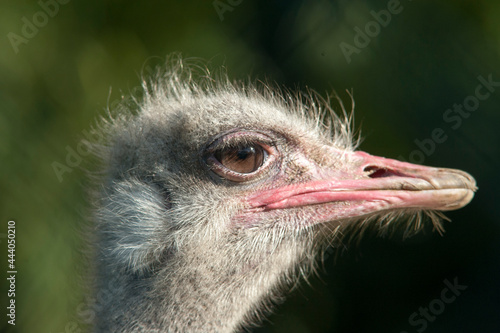 Close Up des Kopfes eines Vogelstraußes