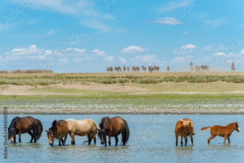 Eine Herde halbwilder Pferse an einer Wasserstelle in der Steppe der Mongolei  Zentralasien