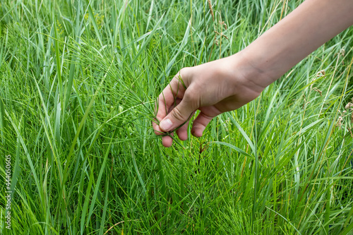 Collecting Healing Horsetail Herbs. Hand picking off medicinal herbs Equisetum arvense for making healthy tea or infusion. Wild summer herbs in the meadow, used for homeopathy and herbal medicine. © Maryna
