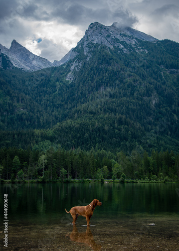dog in the Hintersee © Agnieszka