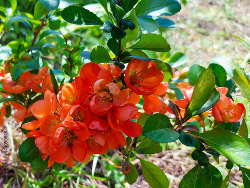 Bright orange flowers of chaenomeles japonica on green branches