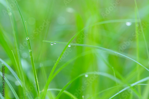 small water droplets on top of the green grass closeup