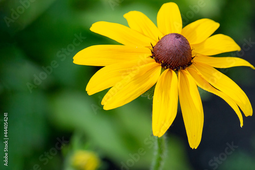Yellow daisy gerbera or rudbeckia flower on a natural green background in the garden.