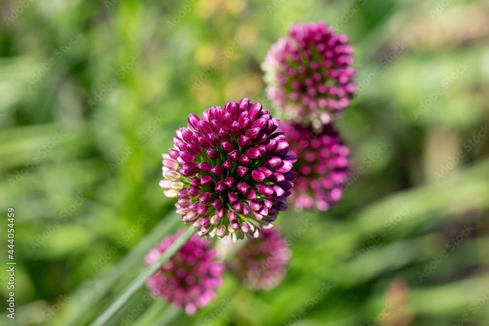 Blooming purple Round-headed leek or allium onion (decorative onion - Allium sphaerocephalon) on a natural green background in the garden. Blooming purple Round-headed leek or allium onion (decorative onion - Allium sphaerocephalon) on a natural green background in the garden.