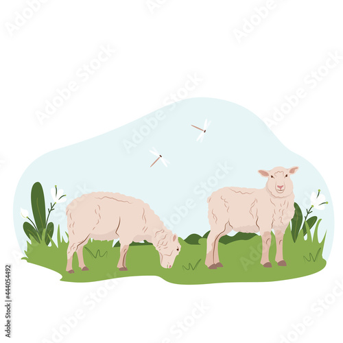 Lovely country rural landscape, Sheep graze, flowers, pasture. Country pet lamb. Isolated character on a white background. Vector illustration in a flat style.