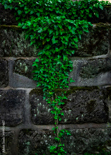 stone wall with ivy