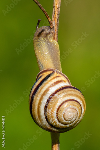 Grove snail (Cepaea nemoralis) Close up