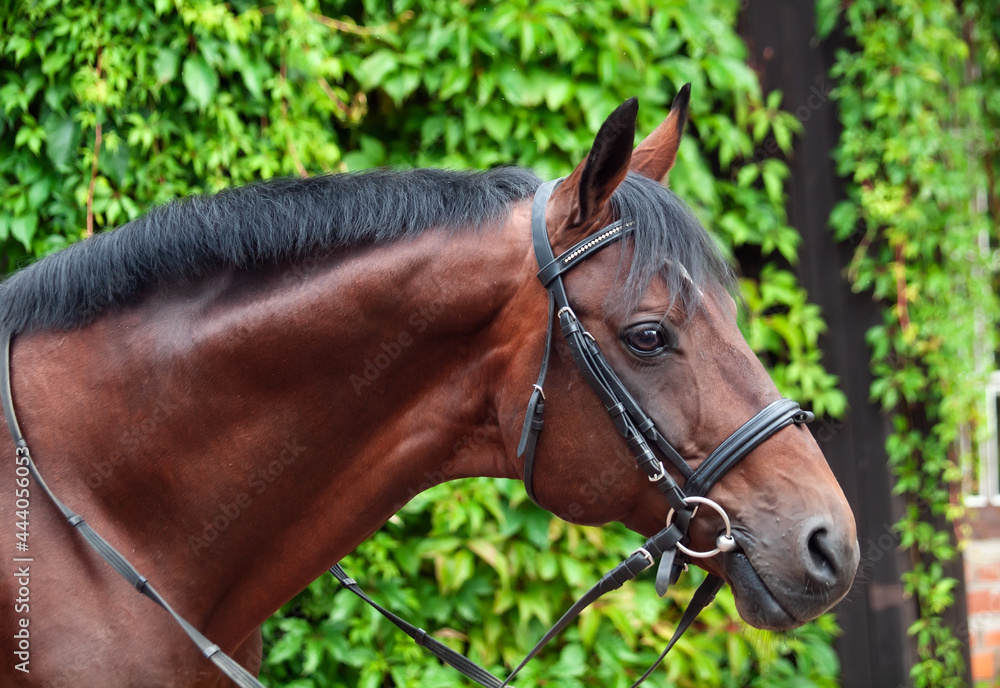 Obraz premium portrait of Beautiful german dressage horse posing against greens wall.
