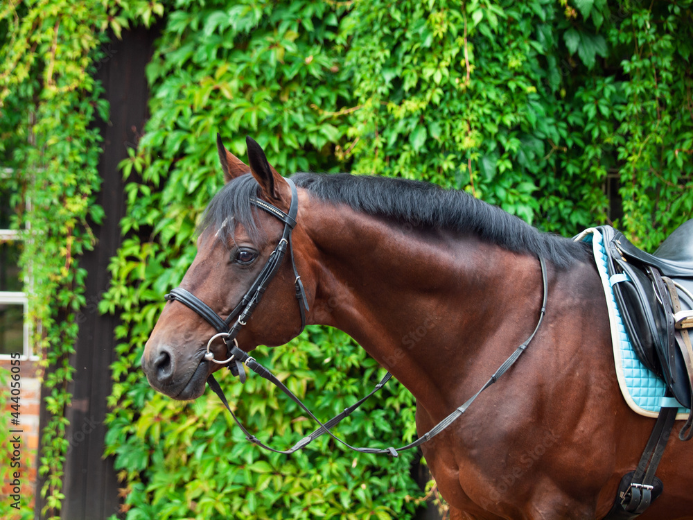 portrait of Beautiful german dressage horse posing against greens wall. portrait of Beautiful german dressage horse posing against greens wall.