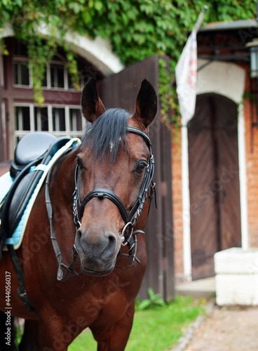 portrait of Beautiful german dressage horse posing against stablel.