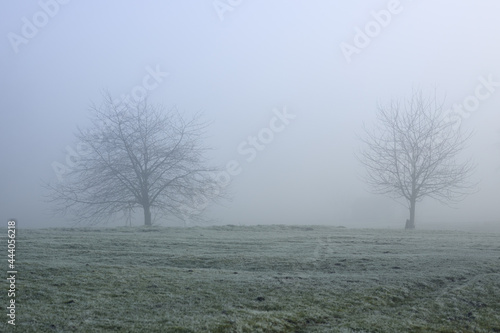 Isolated trees in the fog in the countryside