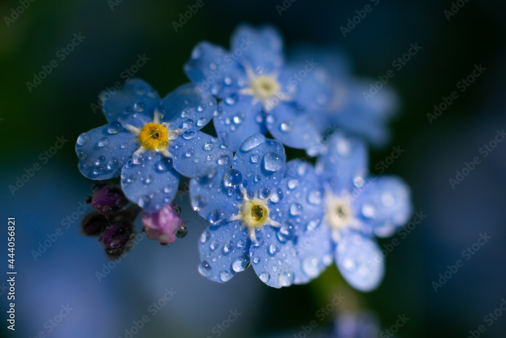 Botanical photo of Myosotis sylvatica also known as forget-me-not. Macro photo of blue flower with wet petals and water drops on petals Botanical photo of Myosotis sylvatica also known as forget-me-not. Macro photo of blue flower with wet petals and water drops on petals