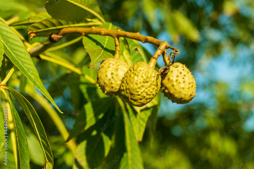 Multiple Chestnuts on a tree