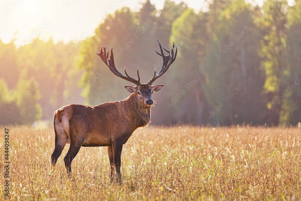Red deer in autumn against autumn forest. Autumn landscape with deer. Cervus Elaphus. Natural habitat. Red deer in autumn against autumn forest. Autumn landscape with deer. Cervus Elaphus. Natural habitat.
