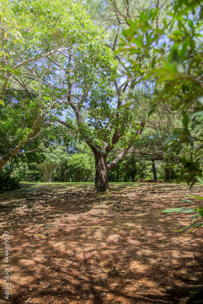 Fototapeta premium 緑