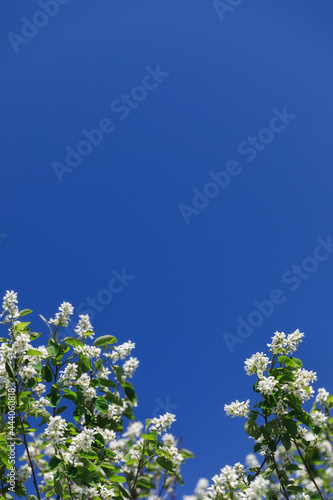 blue sky and flowers