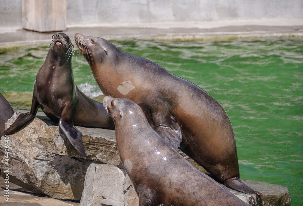 Naklejka premium KALIFORNISCHER SEELÖWE