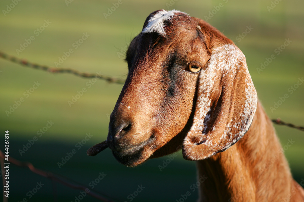 Naklejka premium Adult Goat with Blurred Background