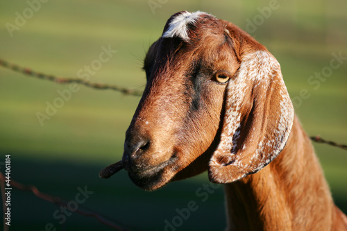 Adult Goat with Blurred Background