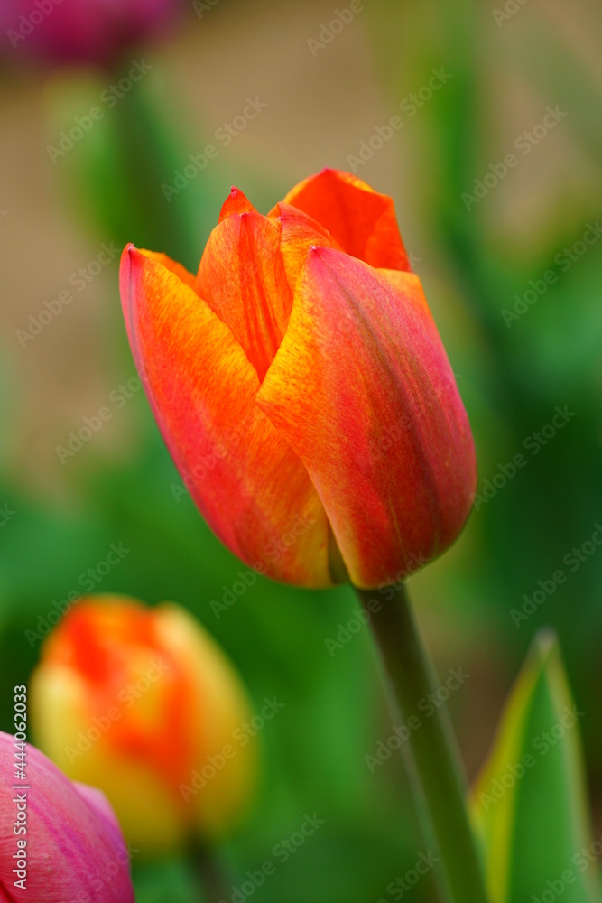 Red and yellow tulips growing in the spring garden Red and yellow tulips growing in the spring garden