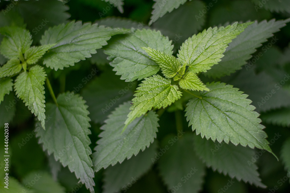 nettle in the forest nettle in the forest