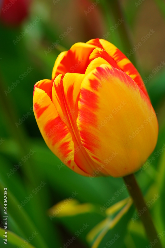 Red and yellow tulips growing in the spring garden Red and yellow tulips growing in the spring garden