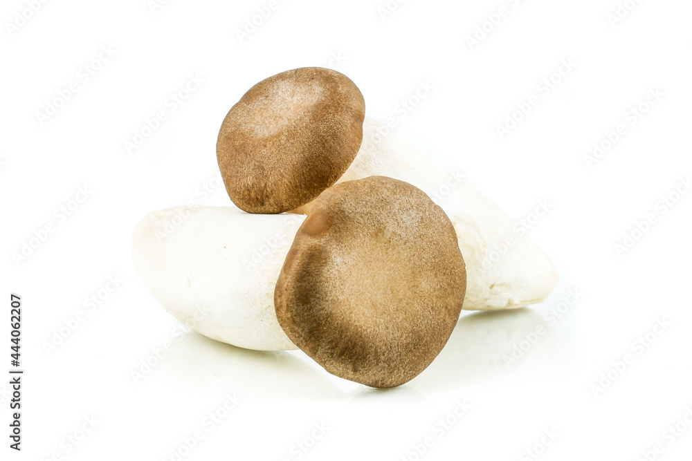 King oyster mushroom, (origin) Pleurotus eryngii mushroom isolated on white background King oyster mushroom, (origin) Pleurotus eryngii mushroom isolated on white background