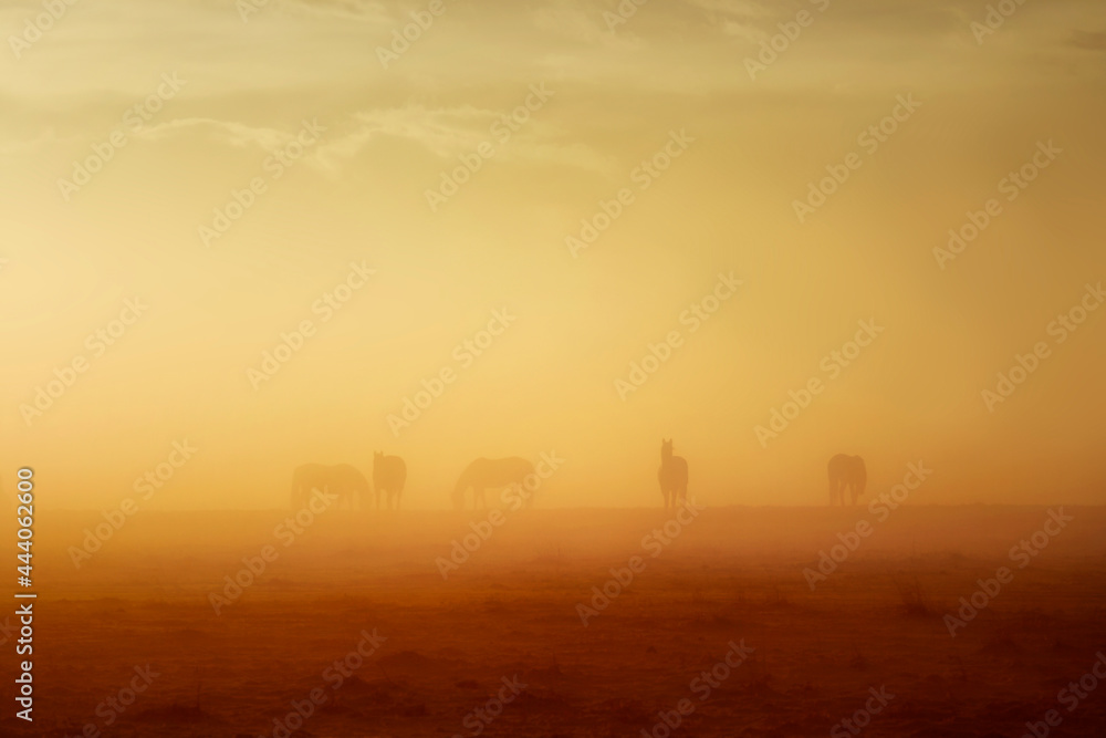 A herd of horses grazing in the fog at sunset. - obrazy, fototapety, plakaty 