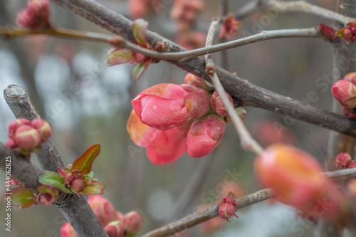 red rose hips
