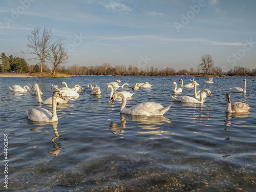 swans on the lake