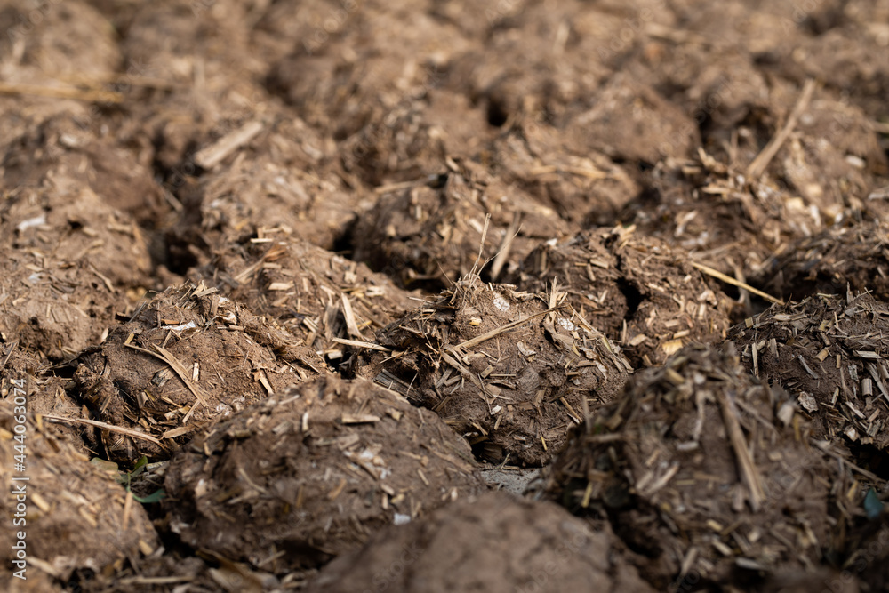 Cow Dung Cakes and Breads dried to use as a natural fuel. Cow Dung Cakes and Breads dried to use as a natural fuel.