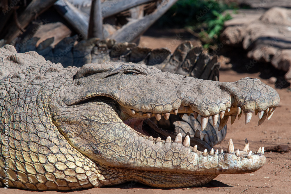 Obraz premium Livingstone crocodile park