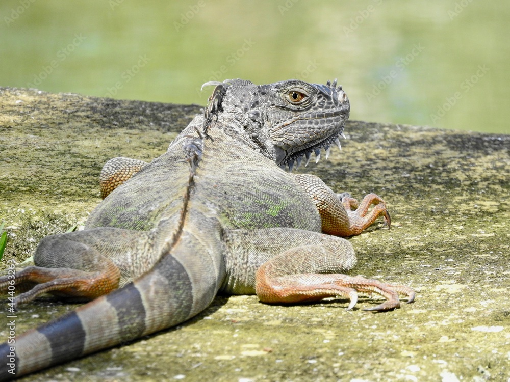 Obraz premium Iguanas