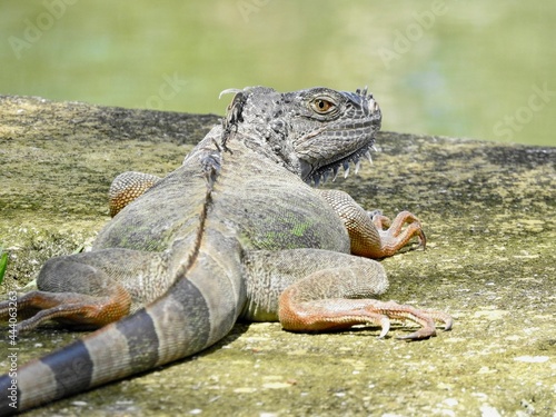 Iguanas