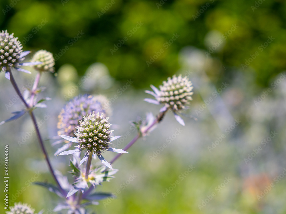 The blue globe eryngium inflorescence in summer The blue globe eryngium inflorescence in summer