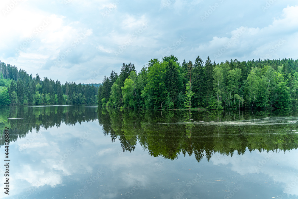 lake in the forest