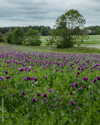 Wallpaper Mural A Field of Purple Poppies growing in north Northumberland, England, Uk. Torontodigital.ca