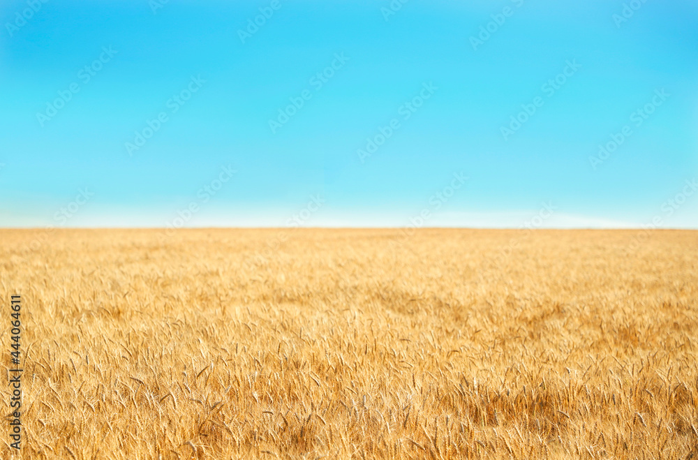 Field of golden wheat against a blue sky. Ukrainian flag