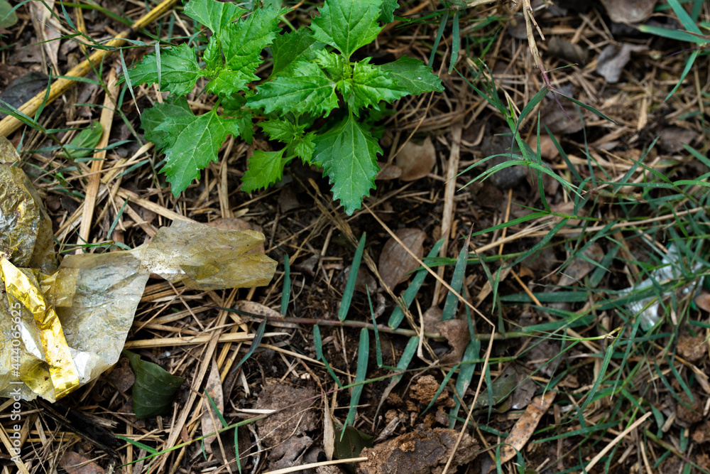 Green plant in a forest with dry leaves on the ground. Green plant in a forest with dry leaves on the ground.