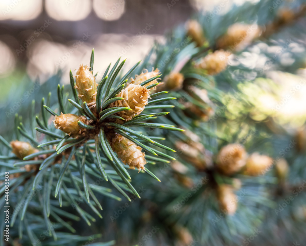 Pine buds. Christmas tree cones. Spruce buds in spring. Background spruce lumps. Pine buds. Christmas tree cones. Spruce buds in spring. Background spruce lumps.