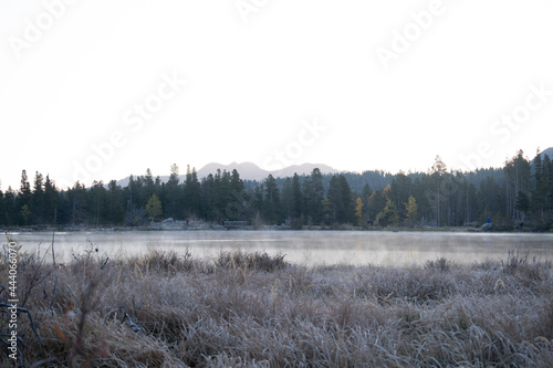 Wallpaper Mural forest in winter Torontodigital.ca